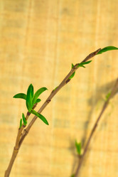 Similar image 572436