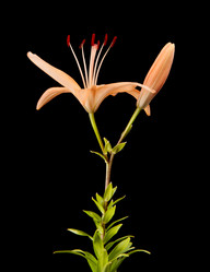 Similar image 573332