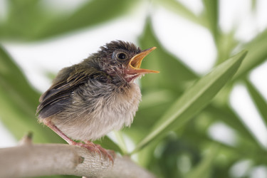 Similar image 575292