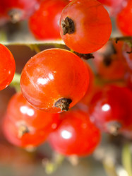 Similar image 575540