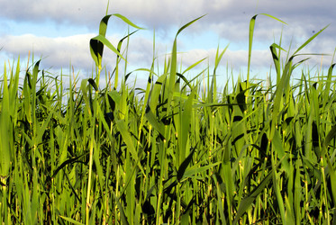 Similar image 575636