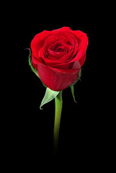 Similar image 577635