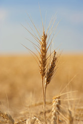 Similar image 578728