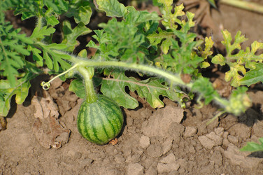 Similar image 579884