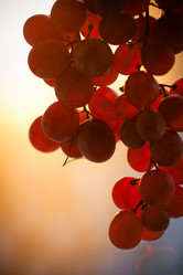 Similar image 582325