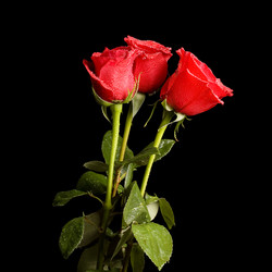 Similar image 582596