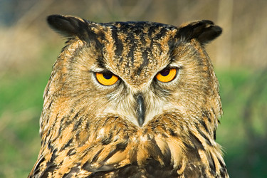 Similar image 583433