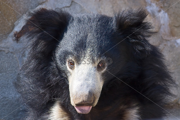 Фотография на тему Морда азиатского черного медведя в зоопарке, Россия |  PressFoto