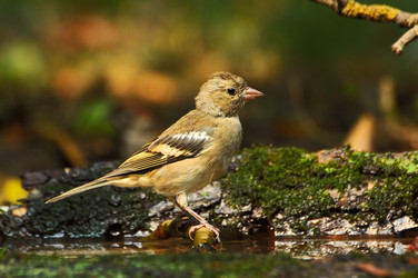 Similar image 585284