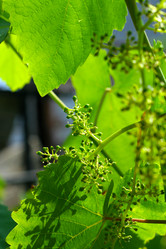 Similar image 585301