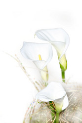 Similar image 585694