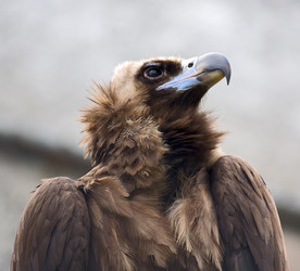 Similar image 585790