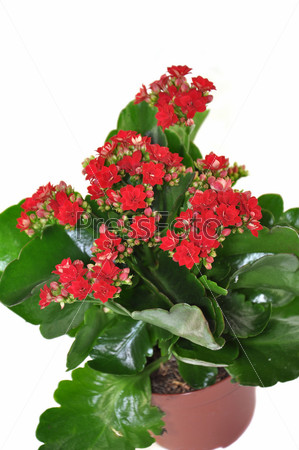 Салатник Красные цветочки 18,5 х 6 см