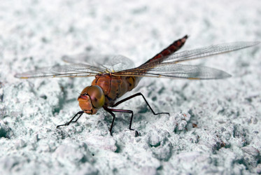 Similar image 588117