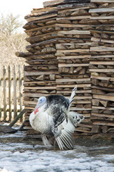 Similar image 588319