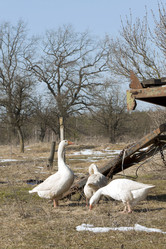 Similar image 588450