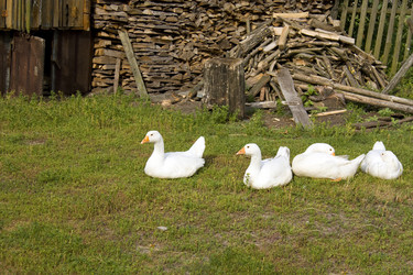 Similar image 588452