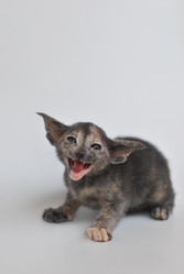 Similar image 590044