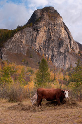 Similar image 590262