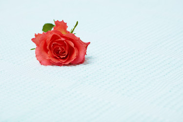 Similar image 590320