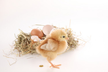 Similar image 590342