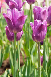 Similar image 595432