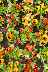 Similar image 595447