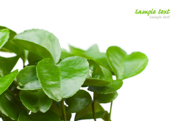 Similar image 596885