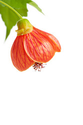 Similar image 597776