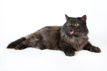 Similar image 597970