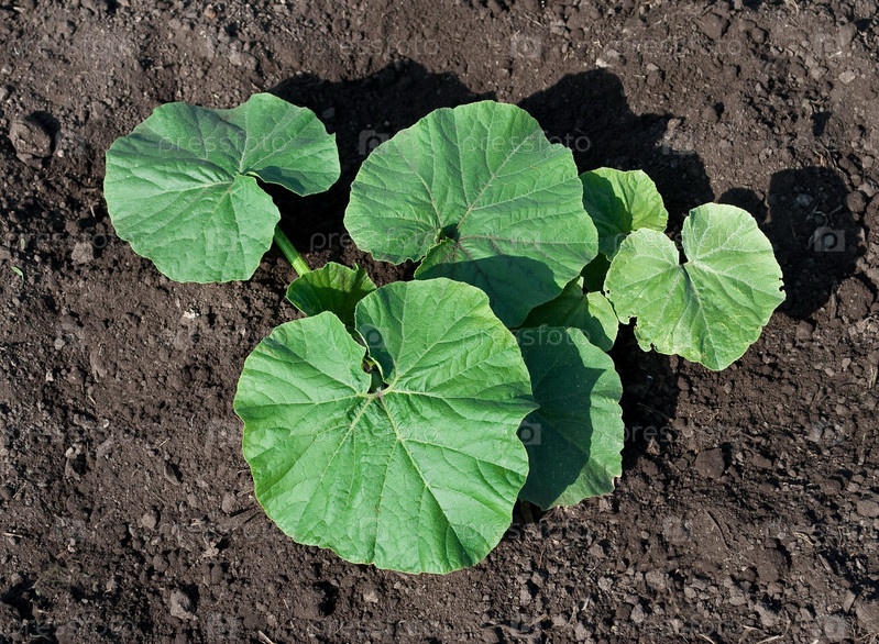 Фотография на тему Молодые листья тыквы | PressFoto