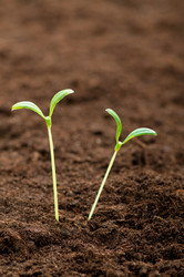 Similar image 599892