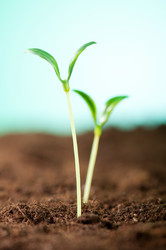 Similar image 599903