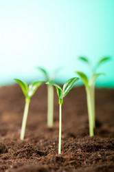 Similar image 599904