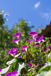 Similar image 604525