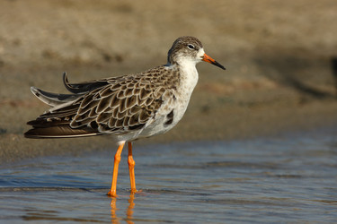 Similar image 605185