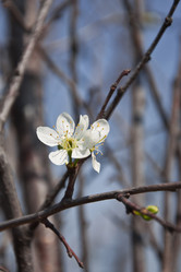 Similar image 605605