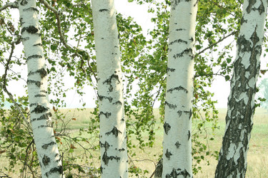 Similar image 606015