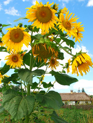 Similar image 606162