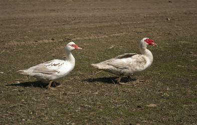 Similar image 606496