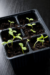 Similar image 606596