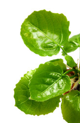 Similar image 607048