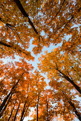 Similar image 611250