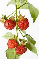 Similar image 611940