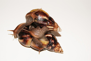 Similar image 612585