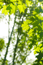 Similar image 613270