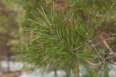 Similar image 613895