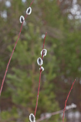 Similar image 613912