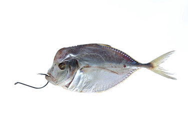 Similar image 614020