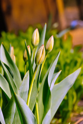 Similar image 615642